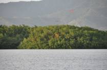 Guarás chegam às centenas, no fim da tarde, ao dormitório no pântano/mangue de Caroni, próximo à Port of Spain, em Trinidad e Tobago